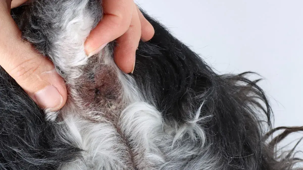 Complete grooming care
