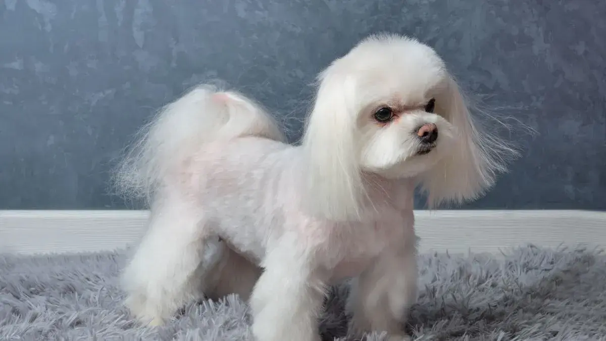 Breed-Specific Grooming service at Woofterz Dog Grooming