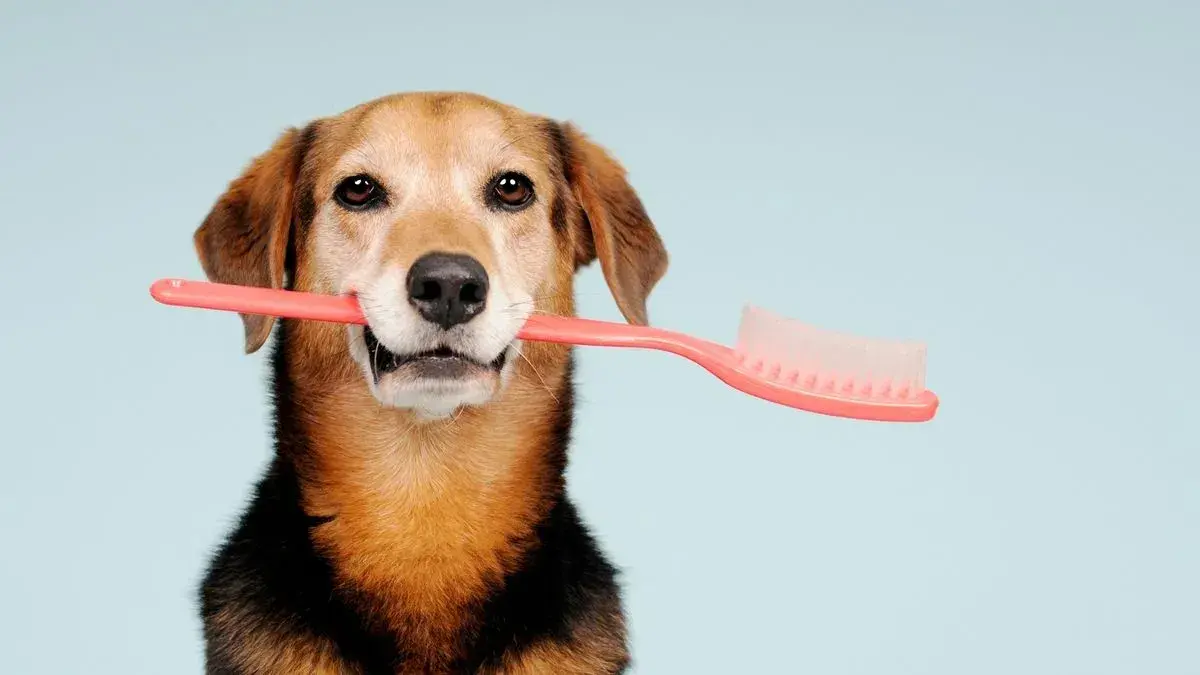 Brushing & De-shedding service at Woofterz Dog Grooming
