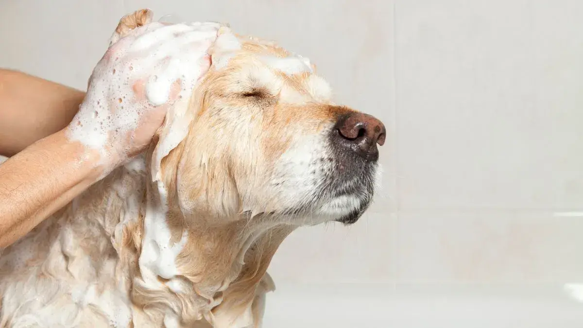 Dog Bathing service at Woofterz Dog Grooming