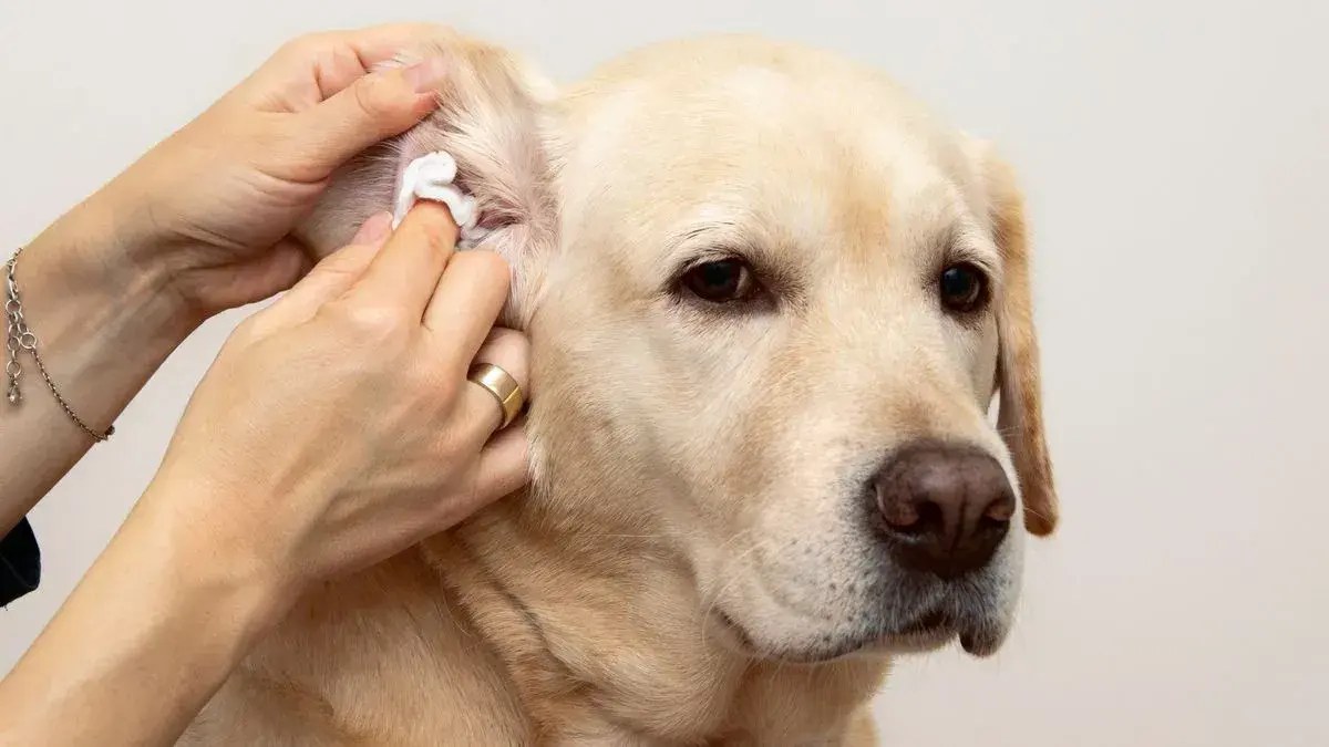 Ear Cleaning service at Woofterz Dog Grooming