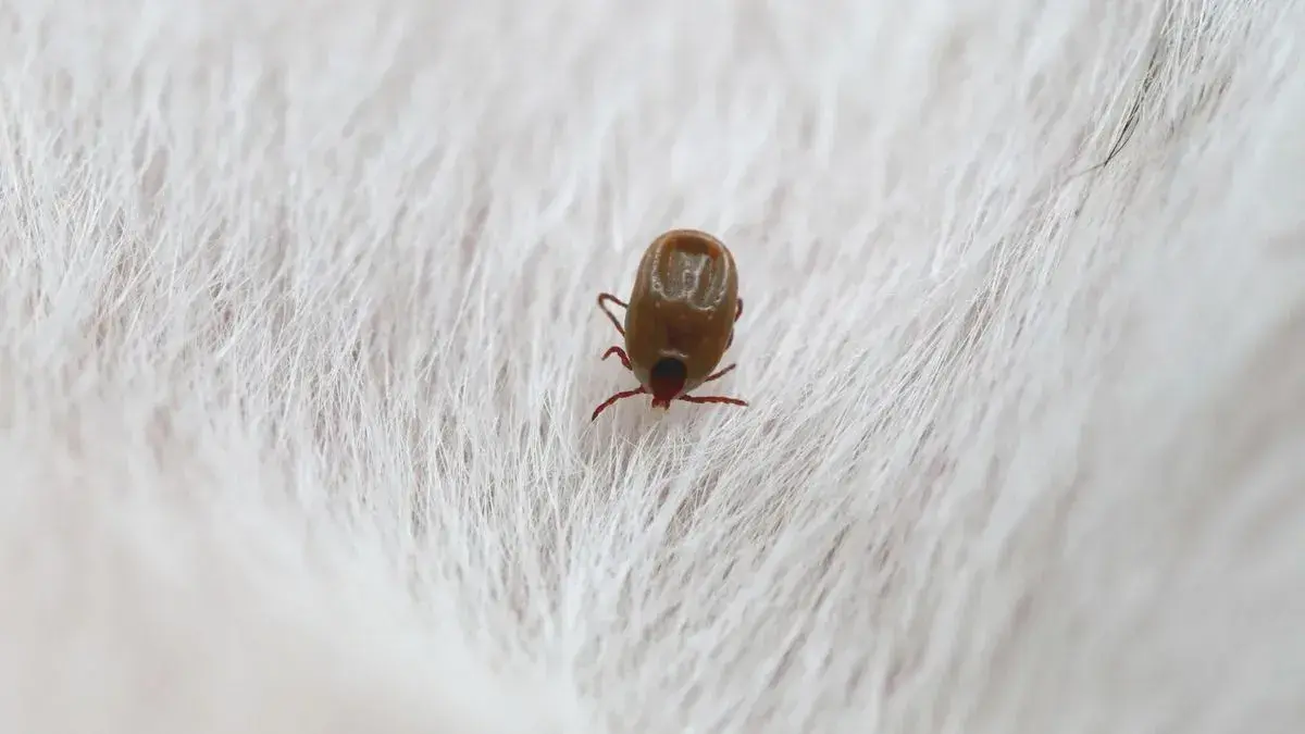 Flea and tick treatment for dogs