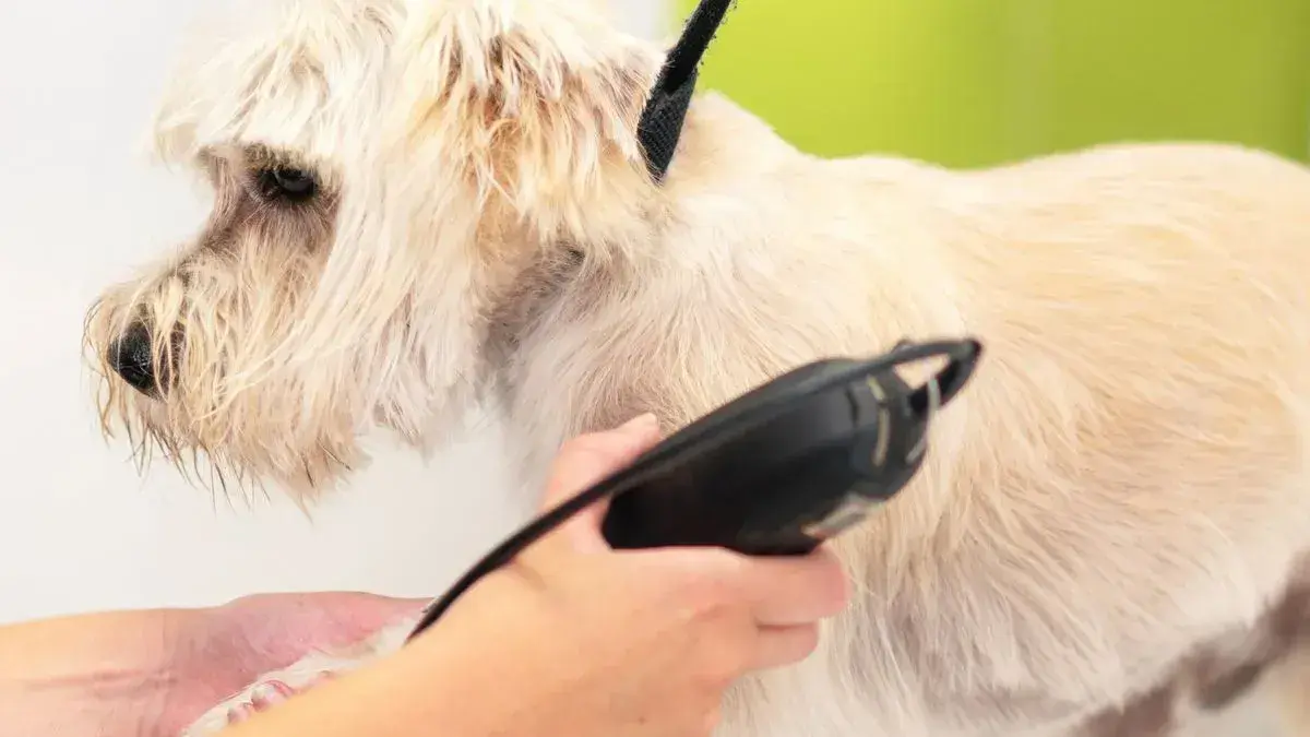 Hair Trimming service at Woofterz Dog Grooming