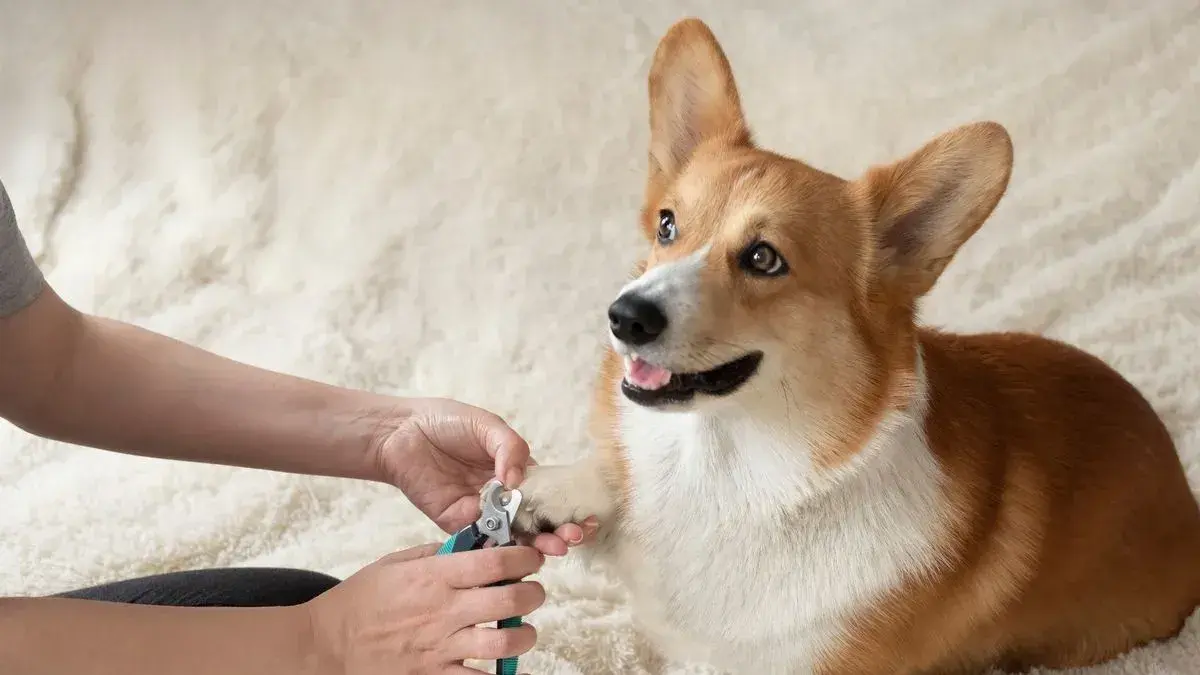 Nail Clipping service at Woofterz Dog Grooming
