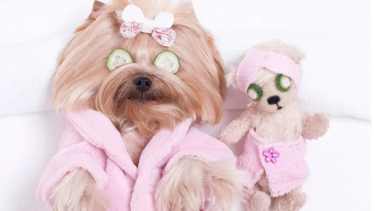 Nagayu Spa Treatment service at Woofterz Dog Grooming