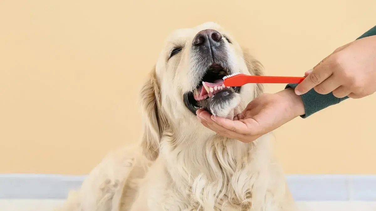 Teeth Cleaning service at Woofterz Dog Grooming